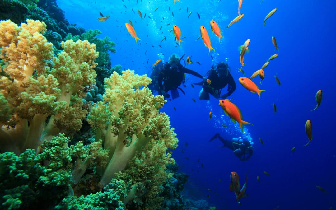 Wit Travel Reviews Top Tips For Diving